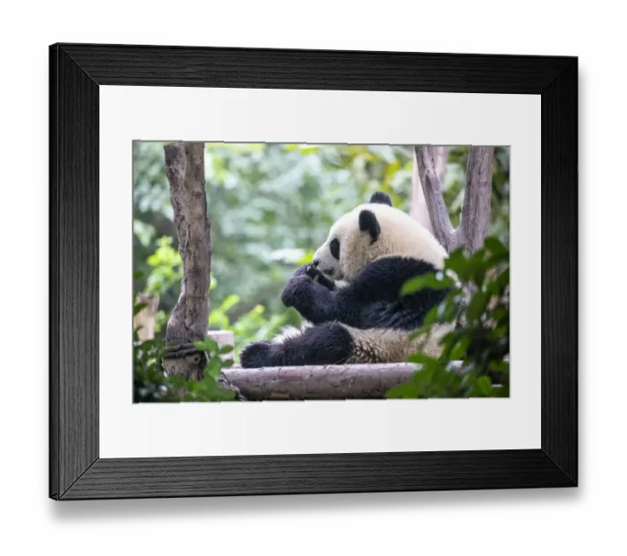 Framed Print : Asia, China, Sichuan Province, Cheng Du, Giant Panda