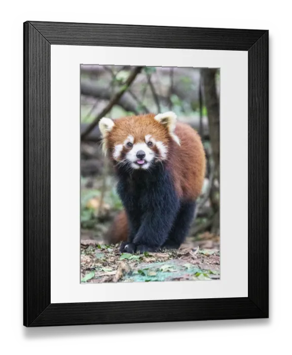 Framed Print : Asia, China, Sichuan Province, Cheng Du, Red Panda