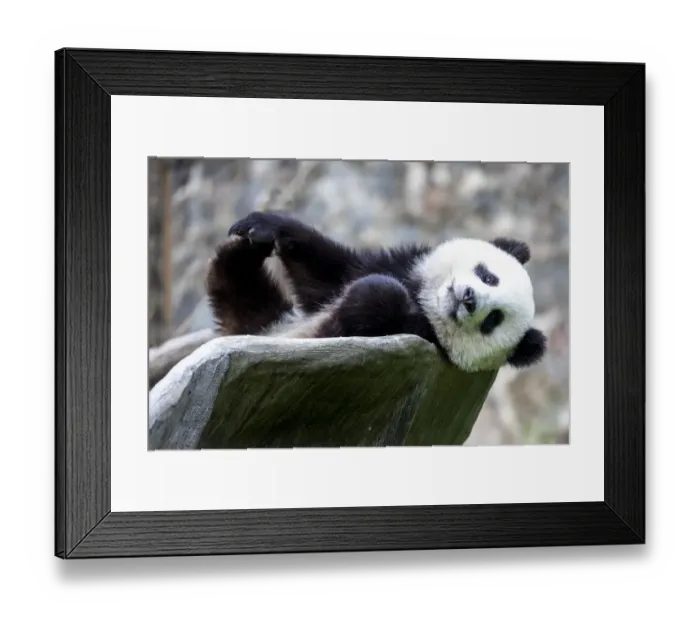 Framed Print : Asia, China, Sichuan Province, Mt. Qincheng Town, Giant Panda Framed Print : Asia, China, Sichuan Province, Mt. Qincheng Town, Giant Panda