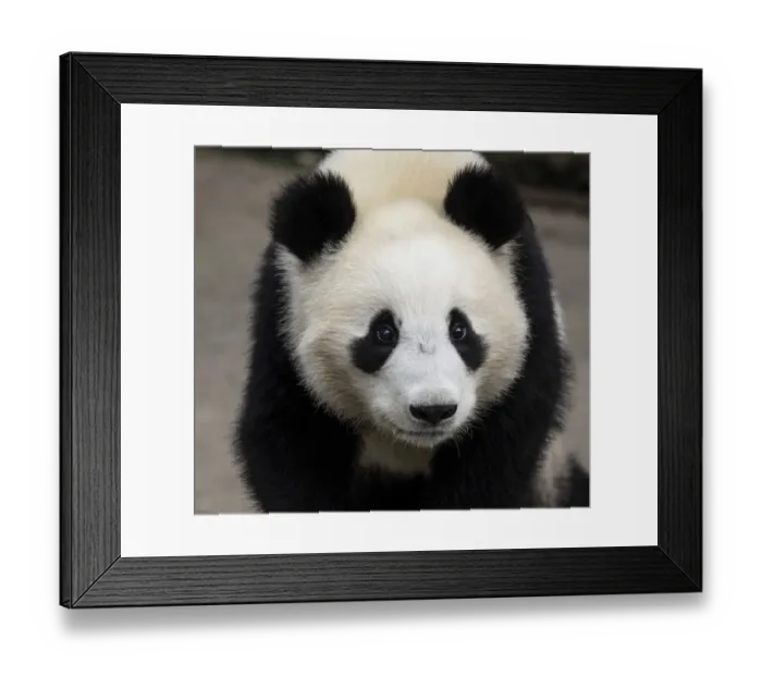 Framed Print : Asia, China, Sichuan Province, Mt. Qincheng Town, Giant Panda Framed Print : Asia, China, Sichuan Province, Mt. Qincheng Town, Giant Panda