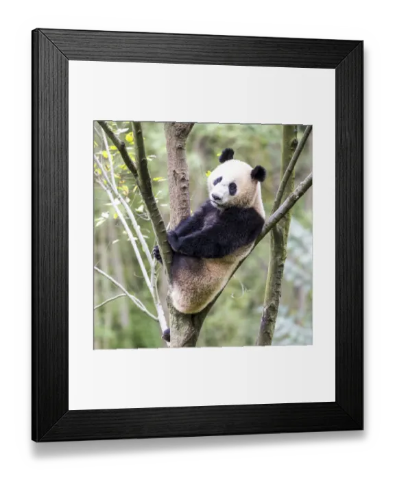 Framed Print : Asia, China, Sichuan Province, Mt. Qincheng Town, Giant Panda Framed Print : Asia, China, Sichuan Province, Mt. Qincheng Town, Giant Panda