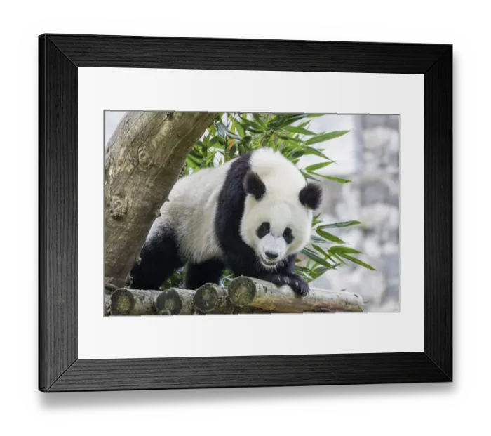 Framed Print : Asia, China, Sichuan Province, Mt. Qincheng Town, Giant Panda Framed Print : Asia, China, Sichuan Province, Mt. Qincheng Town, Giant Panda