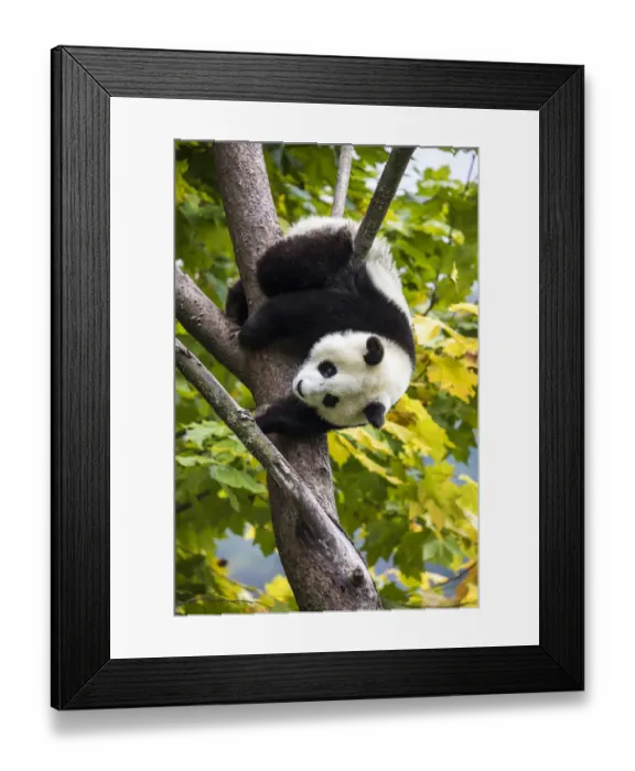 Framed Print : Asia, China, Wolong, Giant Panda, Part of the UNESCO Man and Biosphere Reserve Network Framed Print : Asia, China, Wolong, Giant Panda, Part of the UNESCO Man and Biosphere Reserve Network