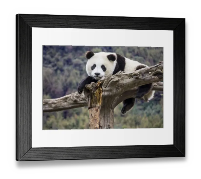 Framed Print : Asia, China, Wolong, Giant Panda, Part of the UNESCO Man and Biosphere Reserve Network Framed Print : Asia, China, Wolong, Giant Panda, Part of the UNESCO Man and Biosphere Reserve Network
