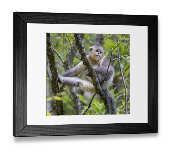 Framed Print : Asia, China, Tacheng, Young Yunnan Black Snub-Nosed Monkey Framed Print : Asia, China, Tacheng, Young Yunnan Black Snub-Nosed Monkey