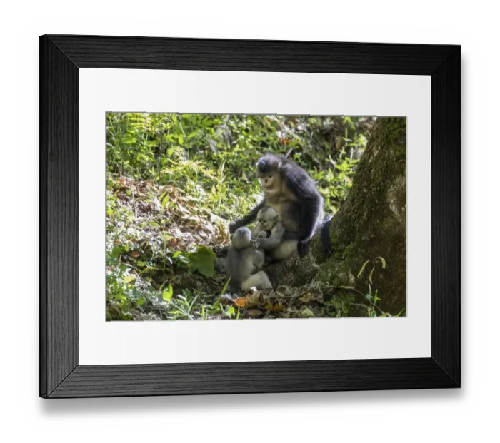 Framed Print : Asia, China, Tacheng, Yunnan Black Snub-Nosed monkeys, Adult and Young Framed Print : Asia, China, Tacheng, Yunnan Black Snub-Nosed monkeys, Adult and Young