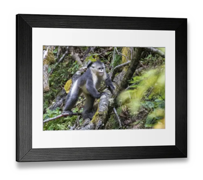 Framed Print : Asia, China, Tacheng, Yunnan Black Snub-Nosed Monkey Framed Print : Asia, China, Tacheng, Yunnan Black Snub-Nosed Monkey