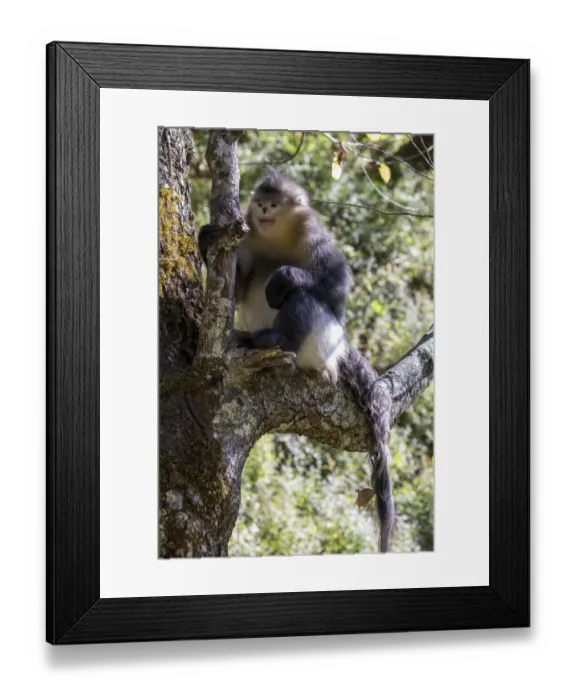 Framed Print : Asia, China, Tacheng, Yunnan Black Snub-Nosed Monkey Framed Print : Asia, China, Tacheng, Yunnan Black Snub-Nosed Monkey