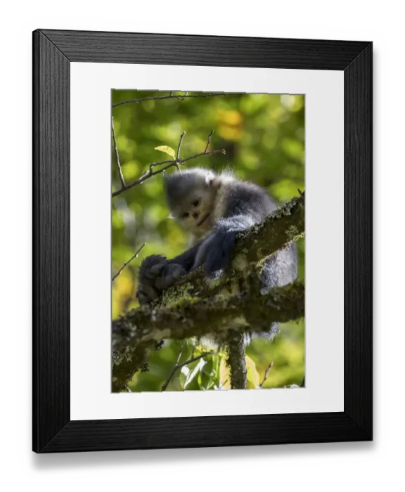 Framed Print : Asia, China, Tacheng, Yunnan Black Snub-Nosed Monkey Framed Print : Asia, China, Tacheng, Yunnan Black Snub-Nosed Monkey