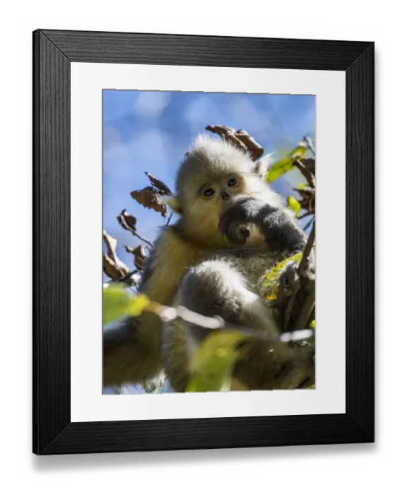 Framed Print : Asia, China, Tacheng, Young Yunnan Black Snub-Nosed Monkey Framed Print : Asia, China, Tacheng, Young Yunnan Black Snub-Nosed Monkey