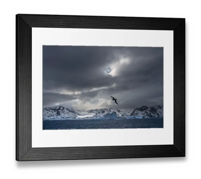 Framed Print : Antarctica, South Georgia Island. Stormy sunset on glacier and flying bird Framed Print : Antarctica, South Georgia Island. Stormy sunset on glacier and flying bird