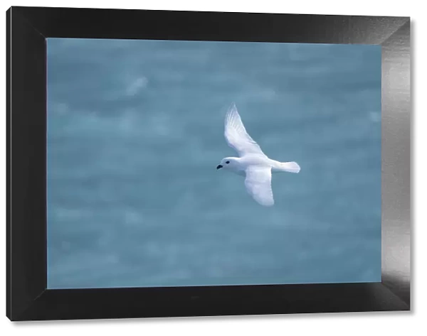 Antarctica, South Georgia Island, Coopers Bay. Snow petrel flying above Drygalski Fjord
