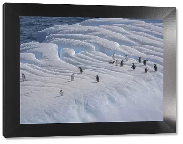 Antarctica, South Georgia Island, Coopers Bay. Penguins on iceberg