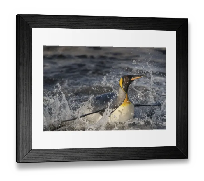 Framed Print : Antarctica, South Georgia Island, Salisbury Plain. King penguin emerging from surf Framed Print : Antarctica, South Georgia Island, Salisbury Plain. King penguin emerging from surf