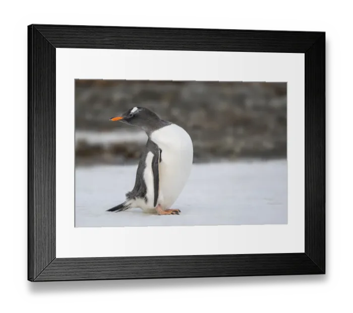 Framed Print : Antarctica, South Georgia Island, Stromness Bay. Gentoo penguin close-up Framed Print : Antarctica, South Georgia Island, Stromness Bay. Gentoo penguin close-up