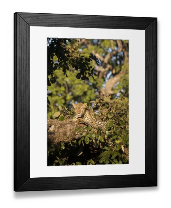 Framed Print : Africa, Zambia, South Luangwa National Park. Male African leopard (Panthera pardus Framed Print : Africa, Zambia, South Luangwa National Park. Male African leopard (Panthera pardus