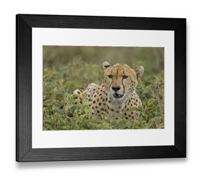 Framed Print : Tanzania, Ngorongoro Conservation Area, Adult Cheetah (Acinonyx jubatas Framed Print : Tanzania, Ngorongoro Conservation Area, Adult Cheetah (Acinonyx jubatas