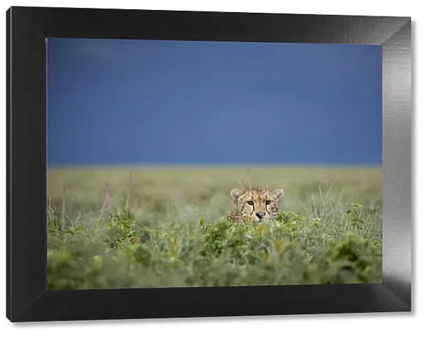 Tanzania, Ngorongoro Conservation Area, Adult Cheetah (Acinonyx jubatas