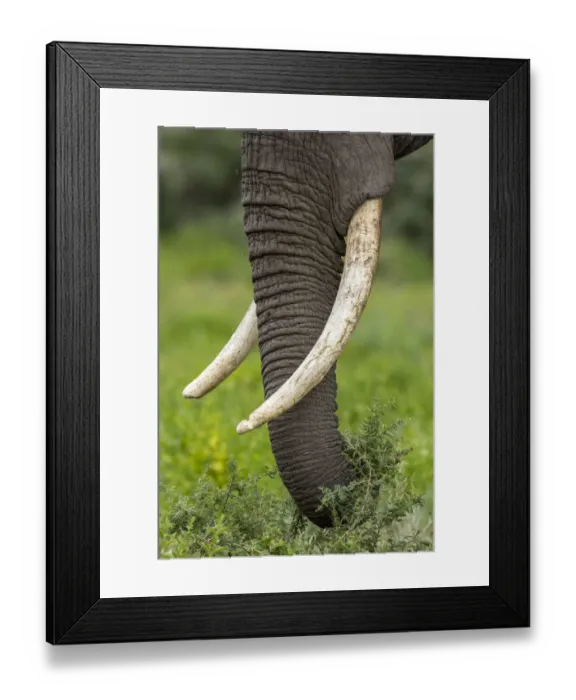 Framed Print : Africa, Tanzania, Ngorongoro Conservation Area, Close up of large ivory tusks of Bull Framed Print : Africa, Tanzania, Ngorongoro Conservation Area, Close up of large ivory tusks of Bull