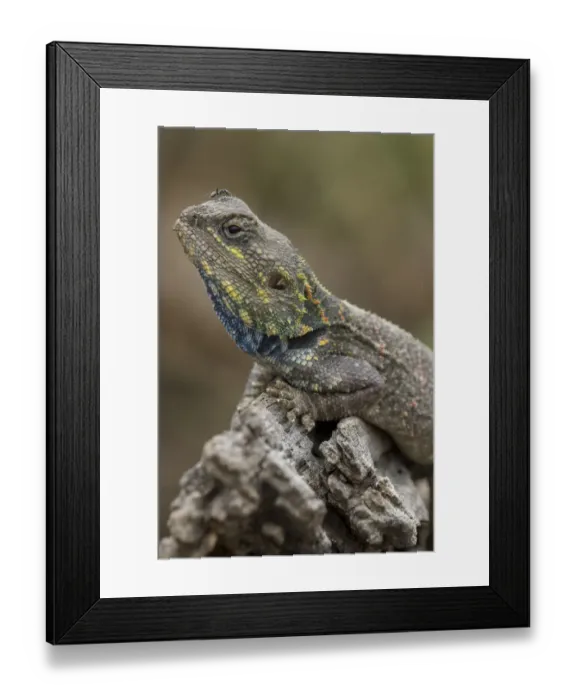Framed Print : Tanzania, Ngorongoro Conservation Area, Ndutu Plains, Small ant walks across head of