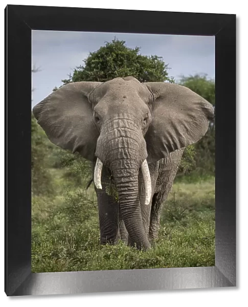 Africa, Tanzania, Ngorongoro Conservation Area, Bull Elephant (Loxodonta africana