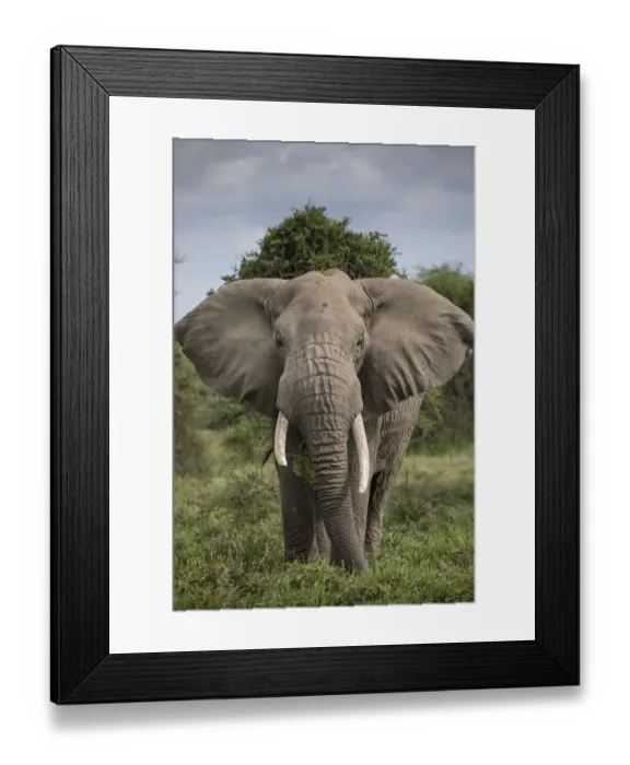 Framed Print : Africa, Tanzania, Ngorongoro Conservation Area, Bull Elephant (Loxodonta africana Framed Print : Africa, Tanzania, Ngorongoro Conservation Area, Bull Elephant (Loxodonta africana