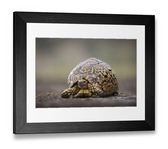Framed Print : Africa, Tanzania, Ngorongoro Conservation Area, Leopard Tortoise (Geochelone pardalis Framed Print : Africa, Tanzania, Ngorongoro Conservation Area, Leopard Tortoise (Geochelone pardalis