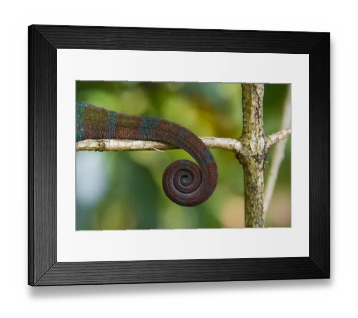 Framed Print : Madagascar, Marozevo, Peyrieras Reptile Farm. Parsons chameleon