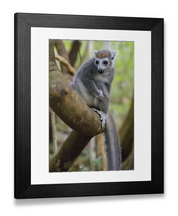 Framed Print : Madagascar, Ankarana, Ankarana Reserve. Crowned lemur in a tree Framed Print : Madagascar, Ankarana, Ankarana Reserve. Crowned lemur in a tree
