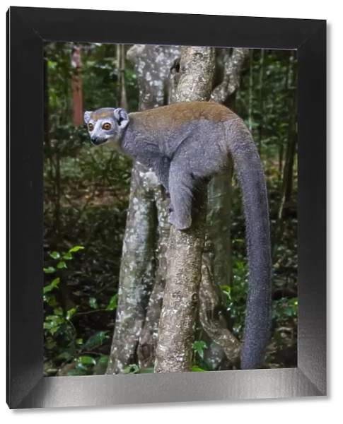 Madagascar, Ankarana, Ankarana Reserve. Crowned lemur showing off her long tail