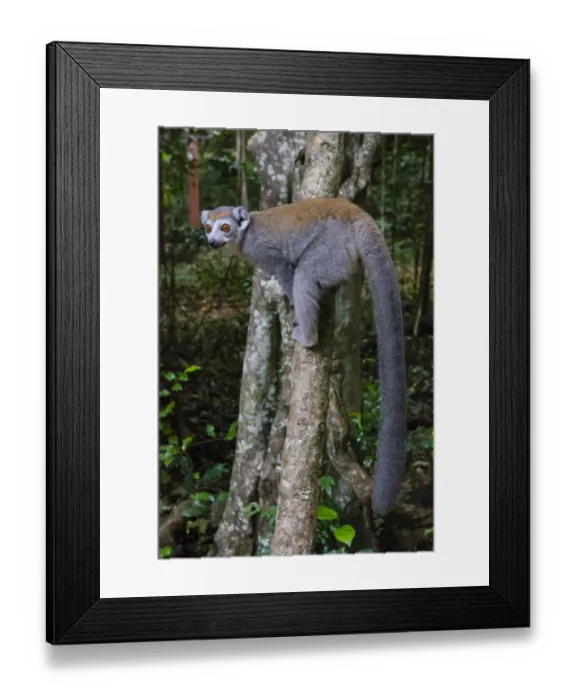 Framed Print : Madagascar, Ankarana, Ankarana Reserve. Crowned lemur showing off her long tail