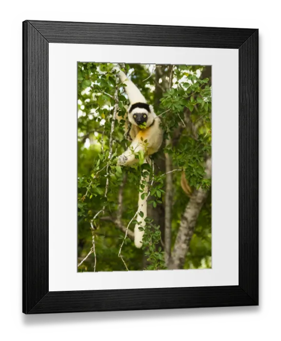 Framed Print : Madagascar, Berenty, Berenty Reserve. Verreauxs sifaka eating leaves in a tree