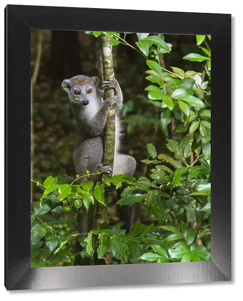 Madagascar, Ankarana, Ankarana Reserve. Crowned lemur. Curious lemur looks out of the