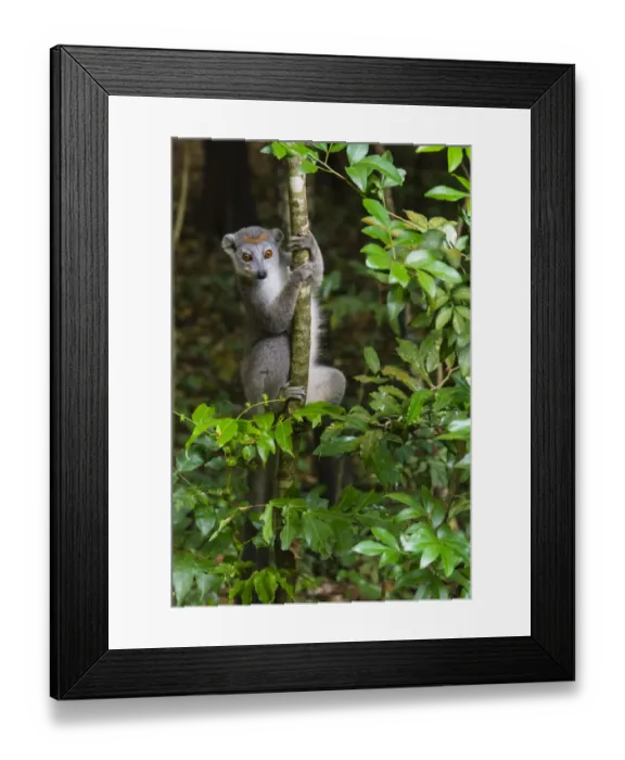 Framed Print : Madagascar, Ankarana, Ankarana Reserve. Crowned lemur. Curious lemur looks out of Framed Print : Madagascar, Ankarana, Ankarana Reserve. Crowned lemur. Curious lemur looks out of
