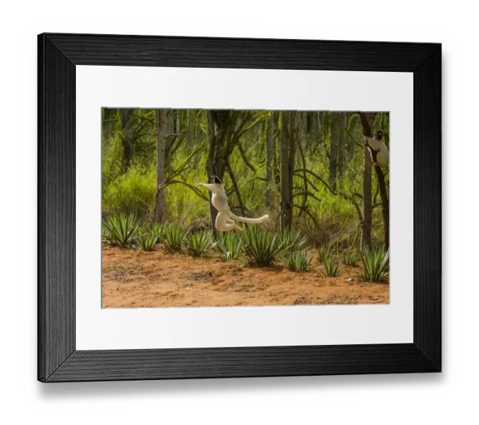 Framed Print : Madagascar, Berenty, Berenty Reserve. Verreauxs sifaka leaping down to the road Framed Print : Madagascar, Berenty, Berenty Reserve. Verreauxs sifaka leaping down to the road