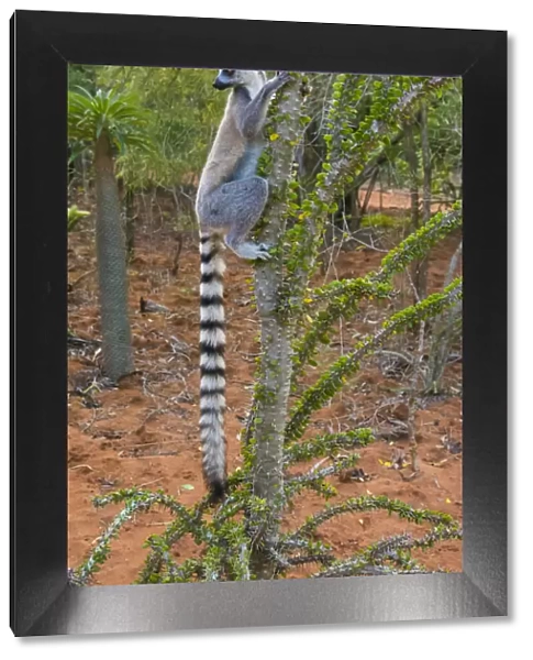 Madagascar, Berenty, Berenty Reserve. Ring-tail lemur eating leaves from a Alluaudia