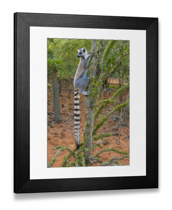 Framed Print : Madagascar, Berenty, Berenty Reserve. Ring-tail lemur eating leaves from a Alluaudia Framed Print : Madagascar, Berenty, Berenty Reserve. Ring-tail lemur eating leaves from a Alluaudia