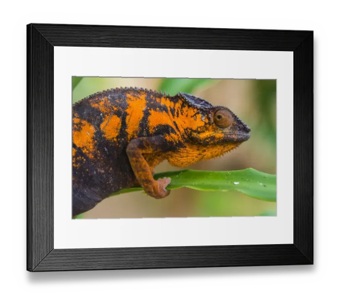 Framed Print : Madagascar, Marozevo. Peyrieras Reptile Farm, panther chameleon. Female of the species Framed Print : Madagascar, Marozevo. Peyrieras Reptile Farm, panther chameleon. Female of the species