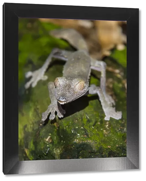 Madagascar, Marozevo, Peyrieras Reptile Farm. Common leaf-tailed gecko Uroplatus