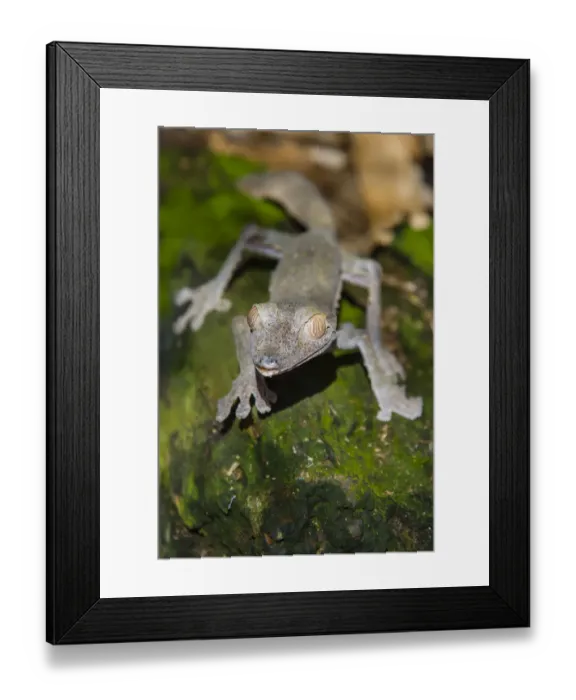 Framed Print : Madagascar, Marozevo, Peyrieras Reptile Farm. Common leaf-tailed gecko Uroplatus Framed Print : Madagascar, Marozevo, Peyrieras Reptile Farm. Common leaf-tailed gecko Uroplatus
