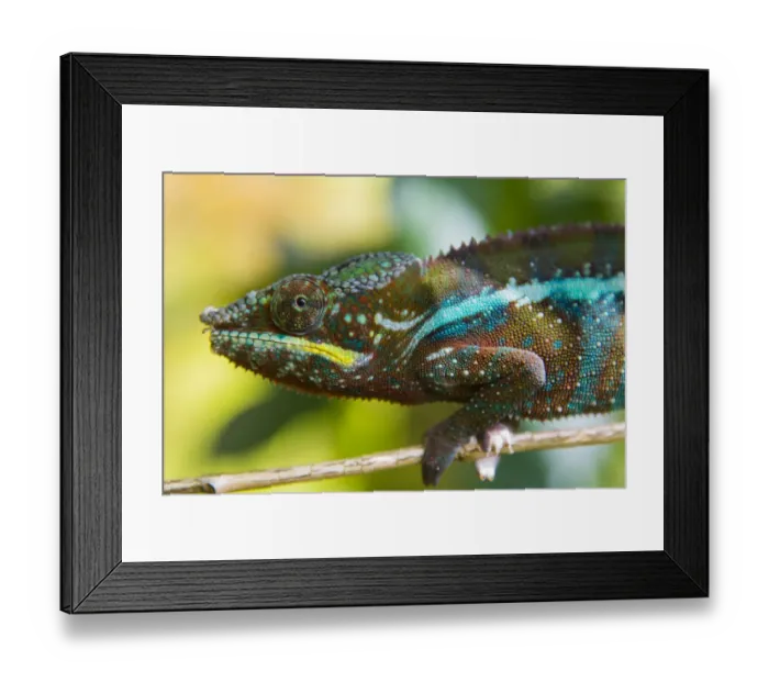 Framed Print : Madagascar, Marozevo. Peyrieras Reptile Farm, panther chameleon Framed Print : Madagascar, Marozevo. Peyrieras Reptile Farm, panther chameleon