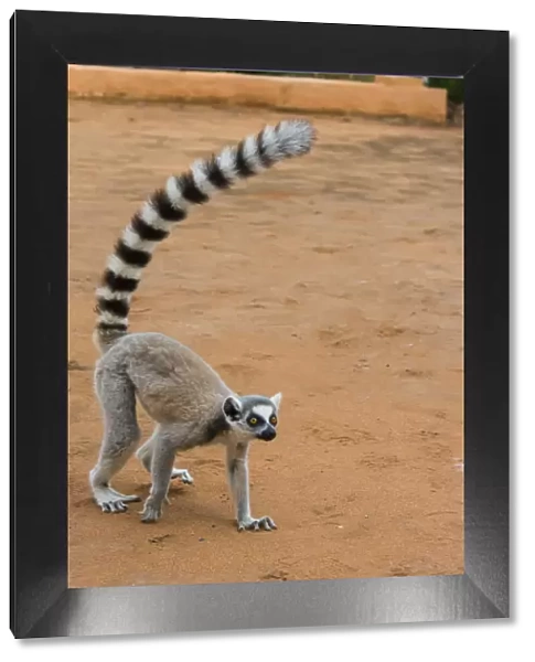 Madagascar, Berenty, Berenty Reserve. Ring-tailed lemur walking