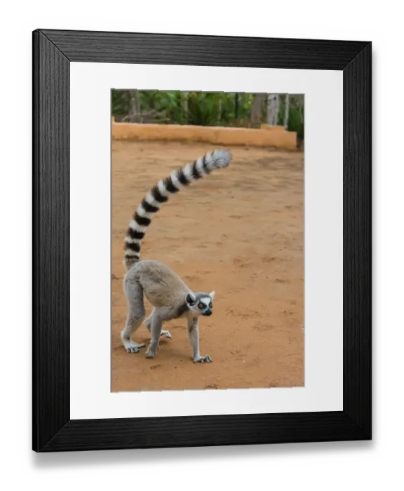 Framed Print : Madagascar, Berenty, Berenty Reserve. Ring-tailed lemur walking Framed Print : Madagascar, Berenty, Berenty Reserve. Ring-tailed lemur walking
