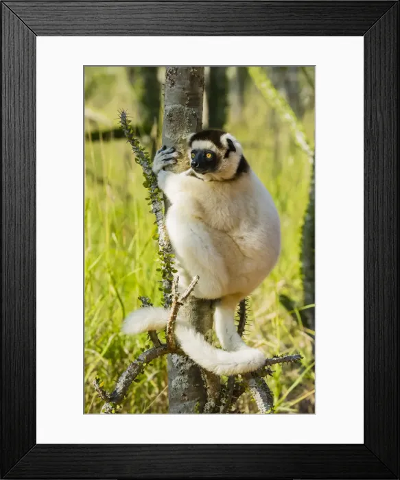 Framed Print : Madagascar, Berenty, Berenty Reserve. Verreauxs sifaka in a Alluaudia procera tree Framed Print : Madagascar, Berenty, Berenty Reserve. Verreauxs sifaka in a Alluaudia procera tree
