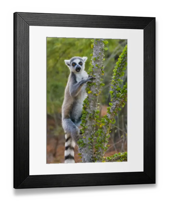 Framed Print : Madagascar, Berenty, Berenty Reserve. Ring-tail lemur eating leaves from a Alluaudia Framed Print : Madagascar, Berenty, Berenty Reserve. Ring-tail lemur eating leaves from a Alluaudia