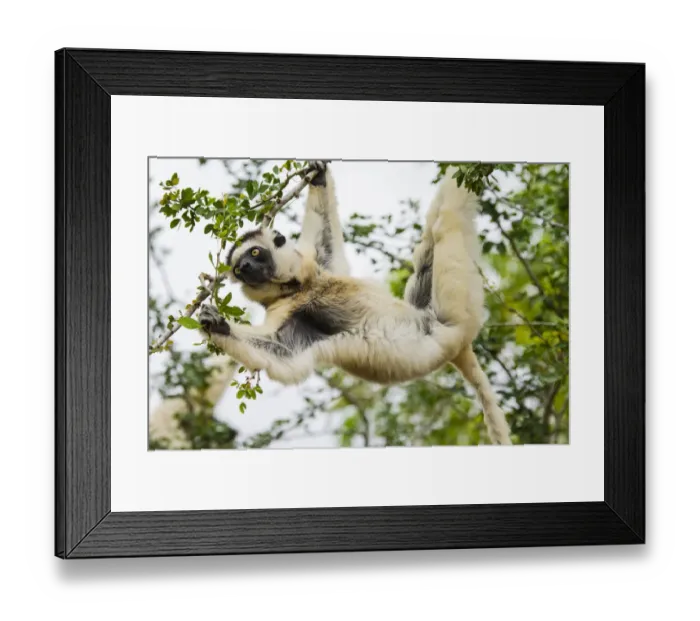 Framed Print : Madagascar, Berenty, Berenty Reserve. Verreauxs sifaka eating leaves in a tree Framed Print : Madagascar, Berenty, Berenty Reserve. Verreauxs sifaka eating leaves in a tree