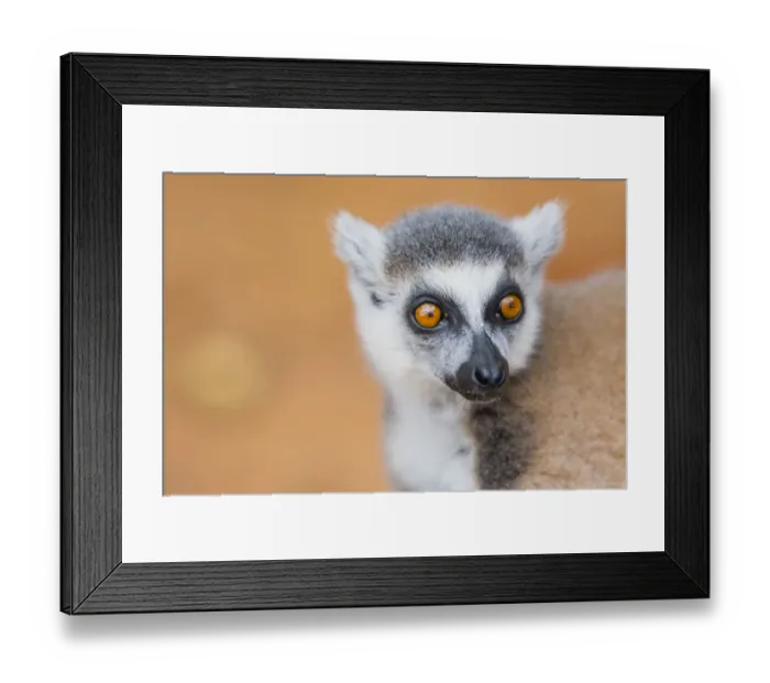 Framed Print : Madagascar, Berenty, Berenty Reserve. Ring-tailed lemur