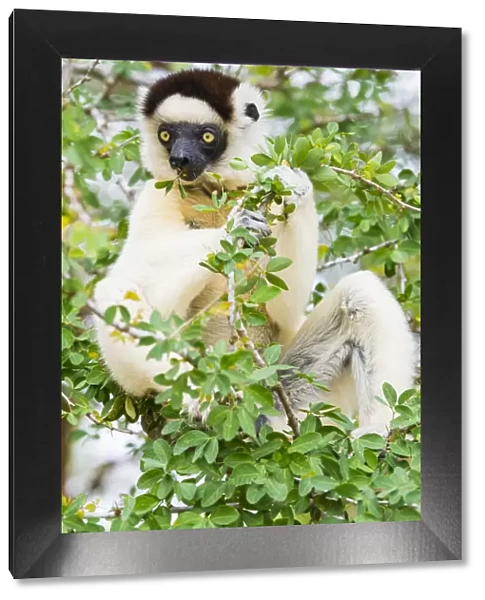 Madagascar, Berenty, Berenty Reserve. Verreauxs sifaka eating leaves in a tree