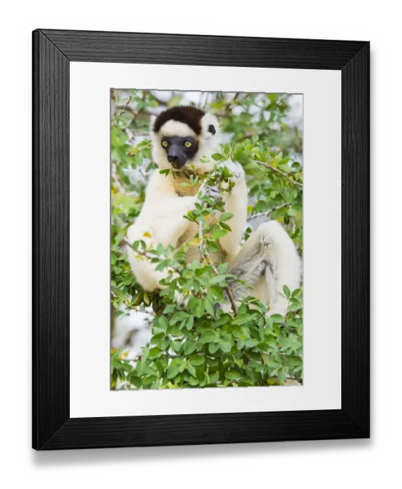 Framed Print : Madagascar, Berenty, Berenty Reserve. Verreauxs sifaka eating leaves in a tree Framed Print : Madagascar, Berenty, Berenty Reserve. Verreauxs sifaka eating leaves in a tree