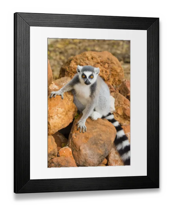 Framed Print : Madagascar, Berenty, Berenty Reserve. Ring-tailed lemur sitting on some rocks Framed Print : Madagascar, Berenty, Berenty Reserve. Ring-tailed lemur sitting on some rocks